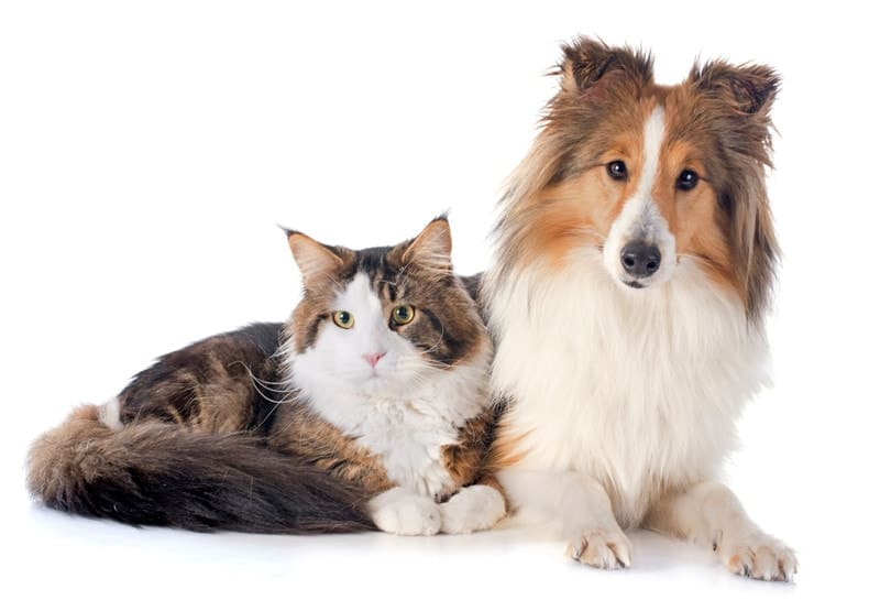 Do Shetland Sheepdogs Get Along With Cats