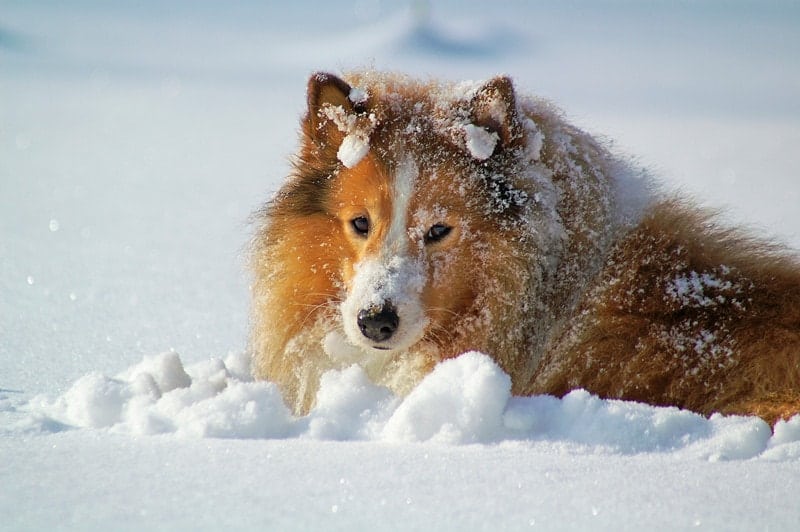 Can Shetland Sheepdogs Stay Outside in the Cold