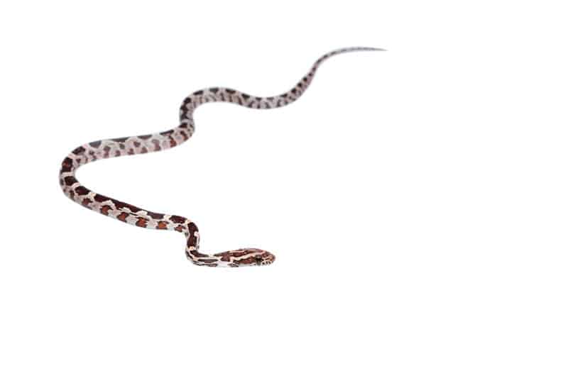 What Do Baby Milk Snakes Look Like