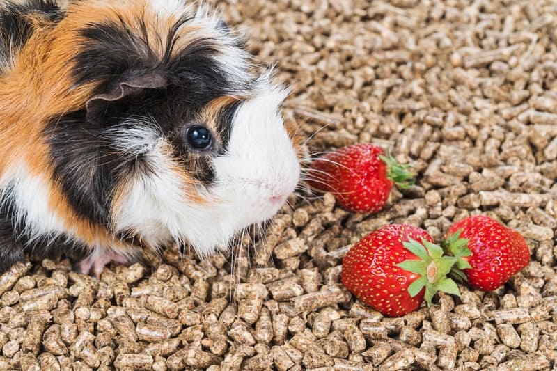 Can guinea pigs eat strawberries